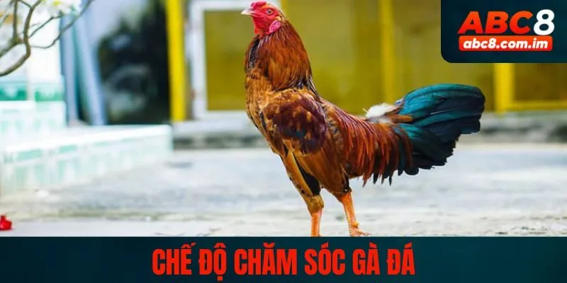 Cho kê chiến ăn thóc, chất tanh để cơ chắc khỏe