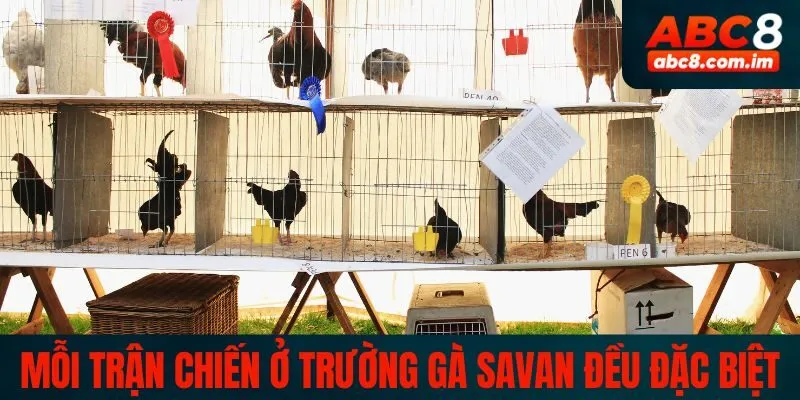 Mỗi trận chiến ở trường gà Savan đều đặc biệt