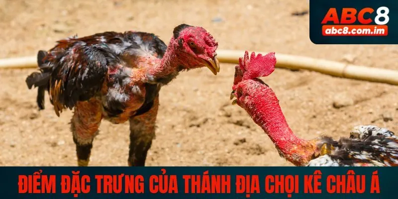 Những điểm đặc trưng của thánh địa chọi kê Châu Á