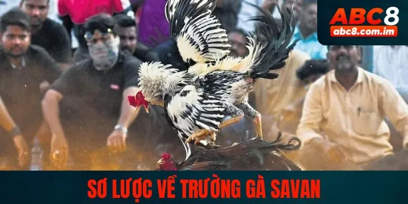 Sơ lược về trường gà Savan