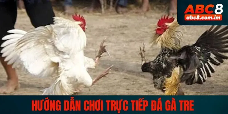 Tạo tài khoản ABC8 để xem đá gà và đặt cược