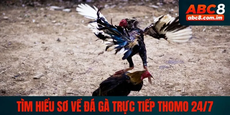 Tìm hiểu sơ về đá gà trực tiếp Thomo 24/7