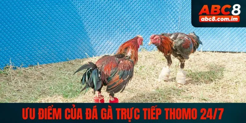 Ưu điểm vượt trội nhất của đá gà trực tiếp thomo 24/7